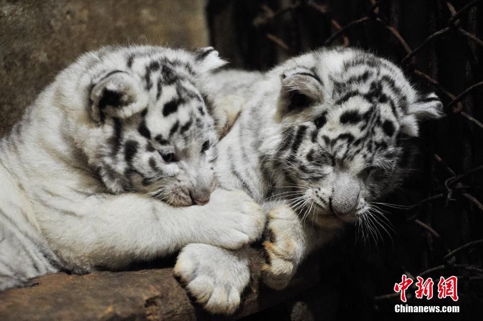 満一か月を迎えたホワイトタイガーの赤ちゃん　雲南野生動物園
