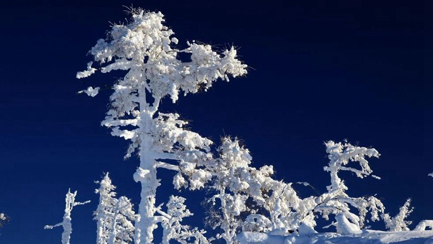 極寒の絶景、―40℃の大興安嶺林海の雪景色