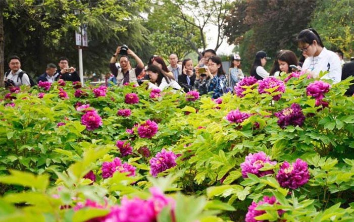 洛陽牡丹文化祭が開幕、満開の花と観光客で賑わう　河南省