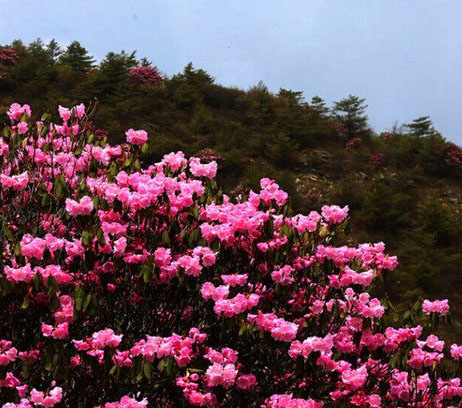 高山で一面に自生するツツジ、國內最大規模の「花畑」　重慶