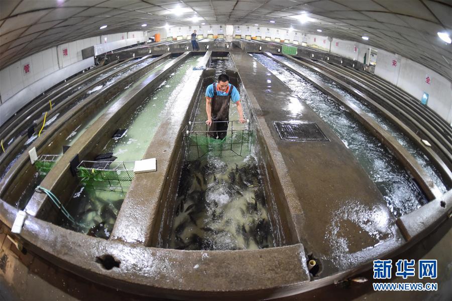 「眠らせて運ぶ」コールドチェーンの新技術で鮮魚の長時間輸送が可能に