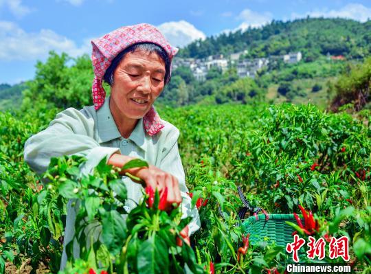 「中國で最も美しい村」、秋の収穫期を迎える　江西省