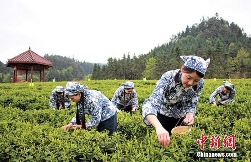 中國のハイエンド黒茶が誕生するまで