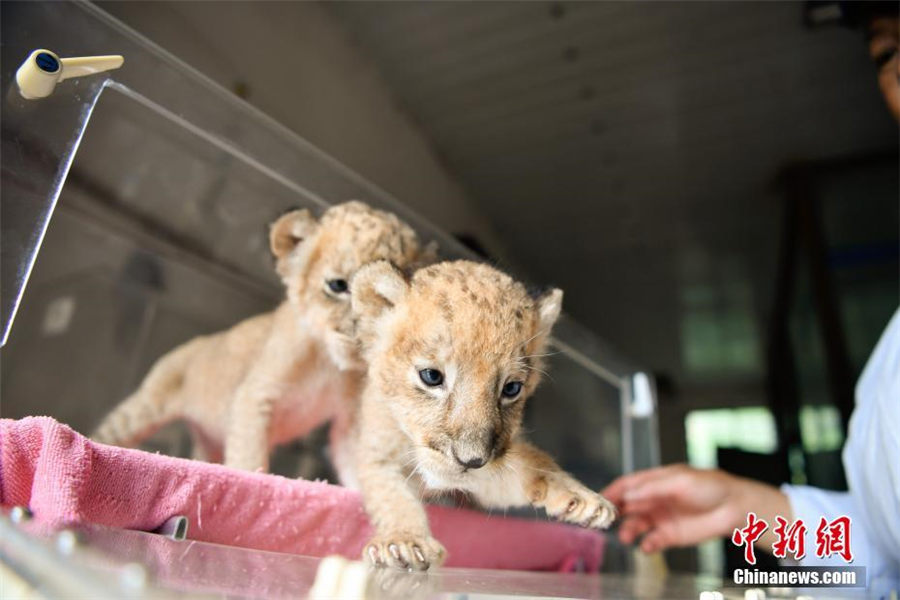 動物園の新メンバー?雙子ライオン　飼育員の世話で元気に成長　雲南