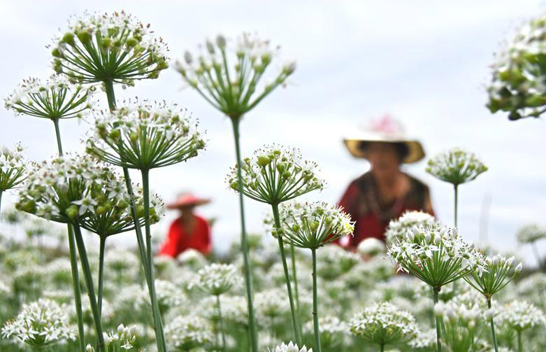 一面に白く咲くニラの花　収穫作業に勤しむ農家の人々　山東省