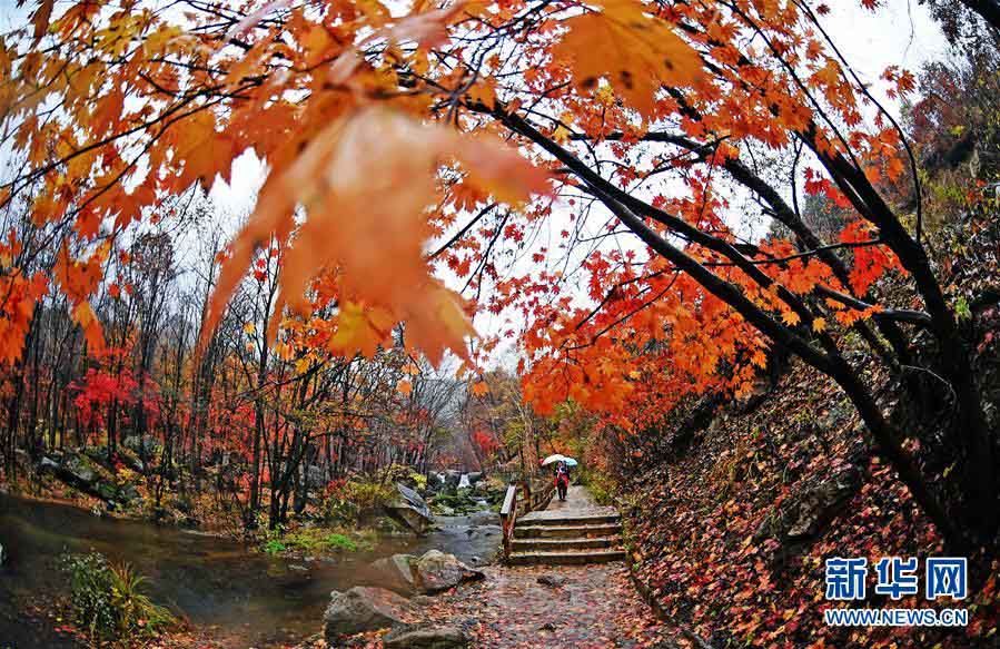 美しく鮮やかな紅葉　秋の彩り見せる遼寧の景勝地