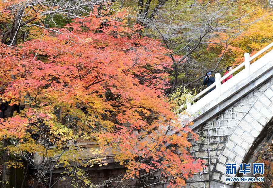 美しく鮮やかな紅葉　秋の彩り見せる遼寧の景勝地