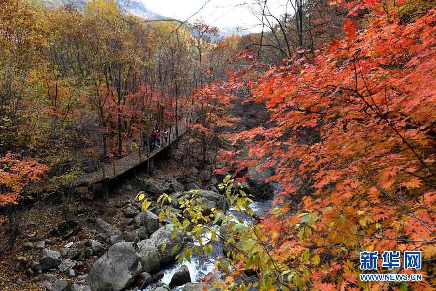 美しく鮮やかな紅葉　秋の彩り見せる遼寧の景勝地