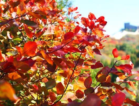 紅葉鑑賞のベストシーズンに入った北京八達(dá)嶺