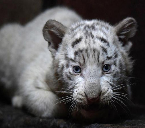 雲南野生動物園のホワイトタイガーが六つ子出産し、記録更新