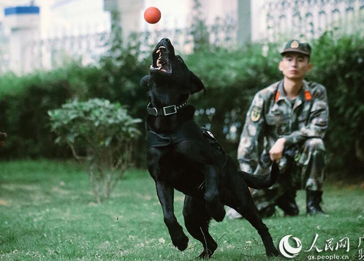 中國とベトナムの國境で活躍する麻薬探知犬