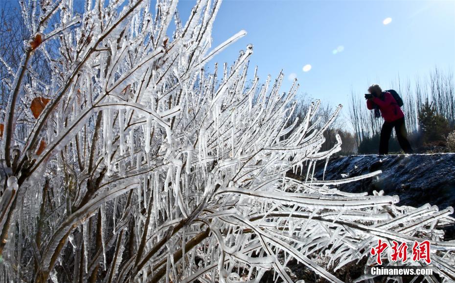 寒波到來で「水晶の衣」まとい、きらめく木々　甘粛省