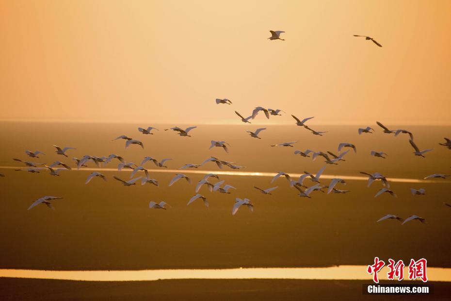 中國最大の淡水湖　多くの渡り鳥が越冬する「渡り鳥の天國」　江西省