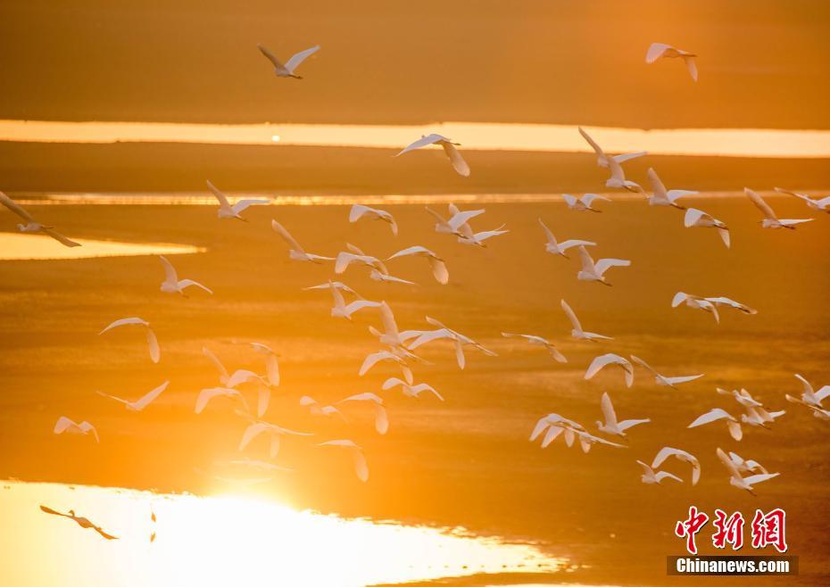 中國最大の淡水湖　多くの渡り鳥が越冬する「渡り鳥の天國」　江西省