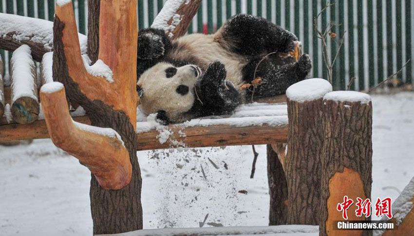 瀋陽で今年初の雪　楽しそうにはしゃぎ回るパンダ