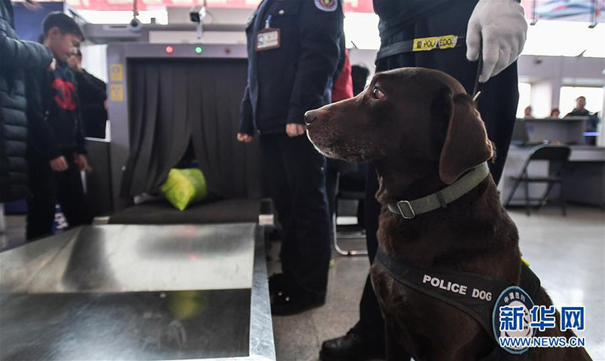 春運(yùn)スタート、警察犬の「王子」を駅に配備　四川省