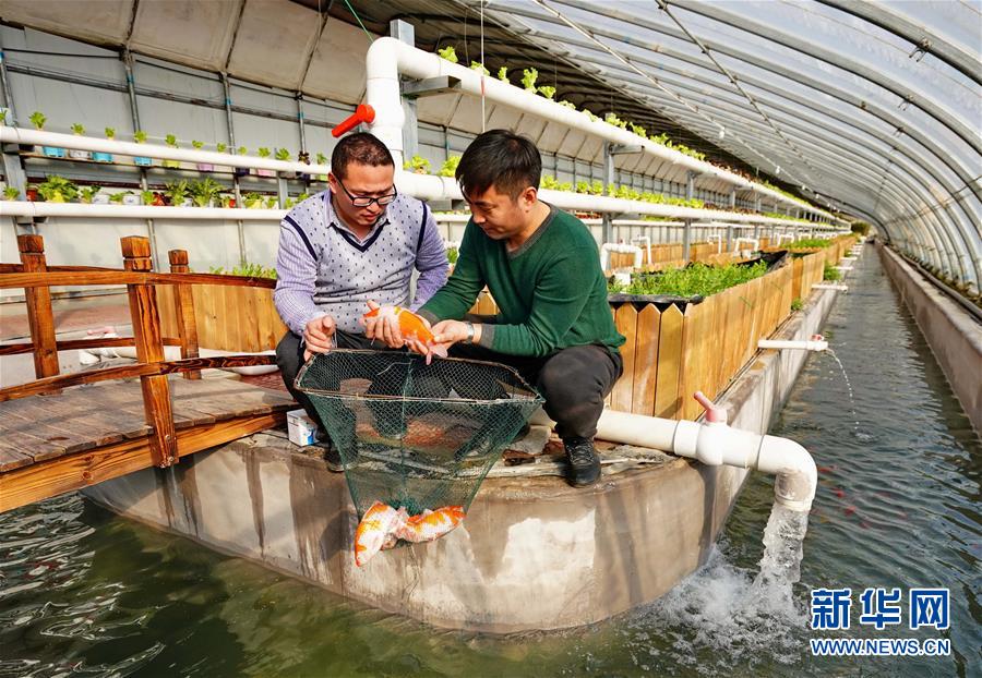 河北省の農(nóng)場(chǎng)で、魚と野菜の共生生態(tài)循環(huán)システムを?qū)?></a></td></tr><tr><td class=