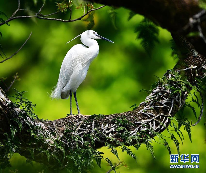 春が來た！鳥も來た！福州西湖公園