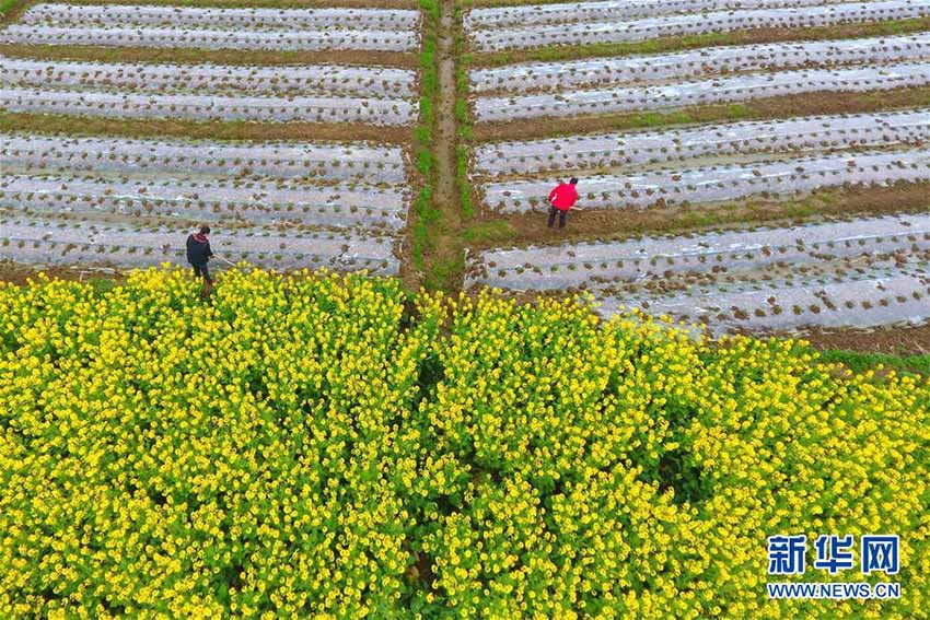 春分到來　春の繁忙期に突入する中國各地の農家