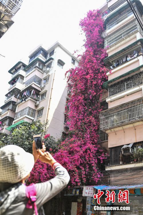 外壁を這うように育つブーゲンビリア、まるで「花の滝」　広東省