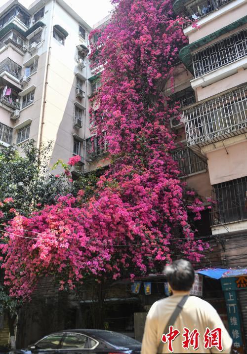 「花の滝」