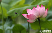 美しく幻想的なハスの花　西湖でシーズン先立ち一部が開花