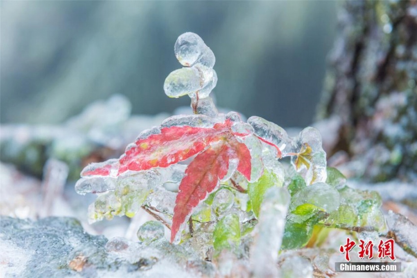 廬山に樹氷、キラキラとした氷に覆われた瑠璃の世界に