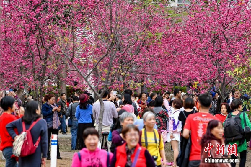 花見客でにぎわう桜満開の華南農業大學キャンパス　広東省