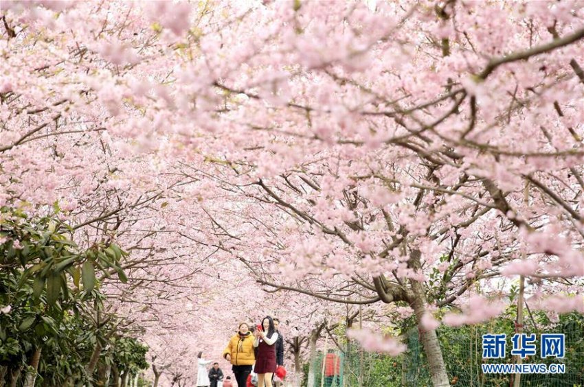 暖かい春迎え桜の花開く 重慶北碚