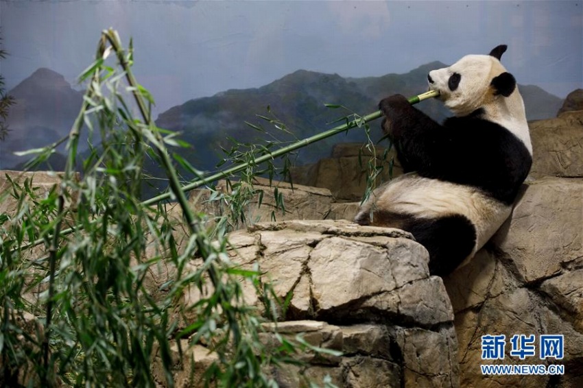 ワシントン國立動物園で、竹を食べるパンダの「美香」。