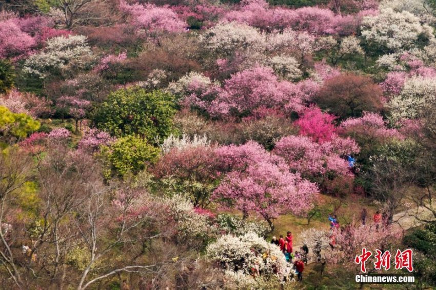 空撮した南京市の紫金山の梅の花(2月25日、撮影?泱波)。