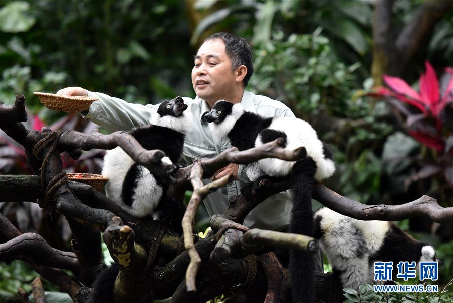 広州長隆野生動物世界でエリマキキツネザルのエサ皿を置く飼育員（3月6日撮影?劉大偉）。