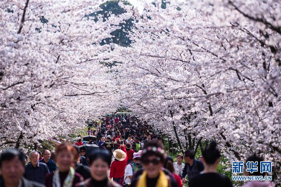 貴州省貴安新區(qū)にある桜花観光園で花見を楽しむ人々（3月19日撮影?陶亮）。