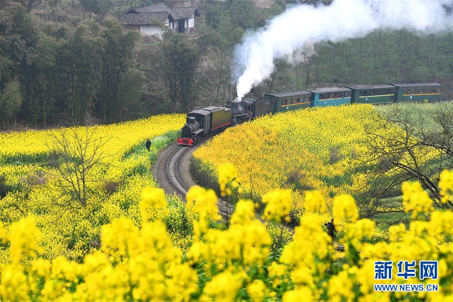 菜の花畑を走る嘉陽(yáng)SL（3月20日撮影?陳天湖）。