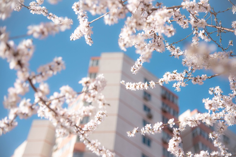 中國人民大學：キャンパスでは桃の花が開花した（撮影?宋欣然）。