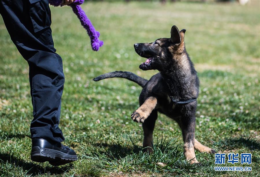 中國初のクローン警察犬が「入學」　昆明で訓練へ