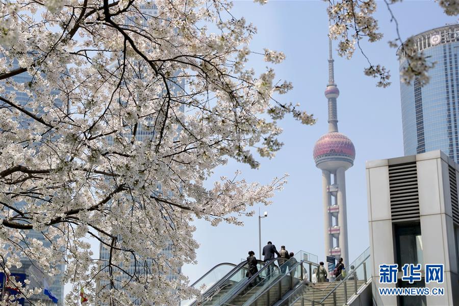 春光にきらめく満開(kāi)の桜　上海陸家嘴