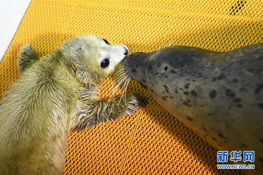 誕生まもないアザラシの赤ちゃんに寄り添う母親アザラシ（撮影?王建威）。