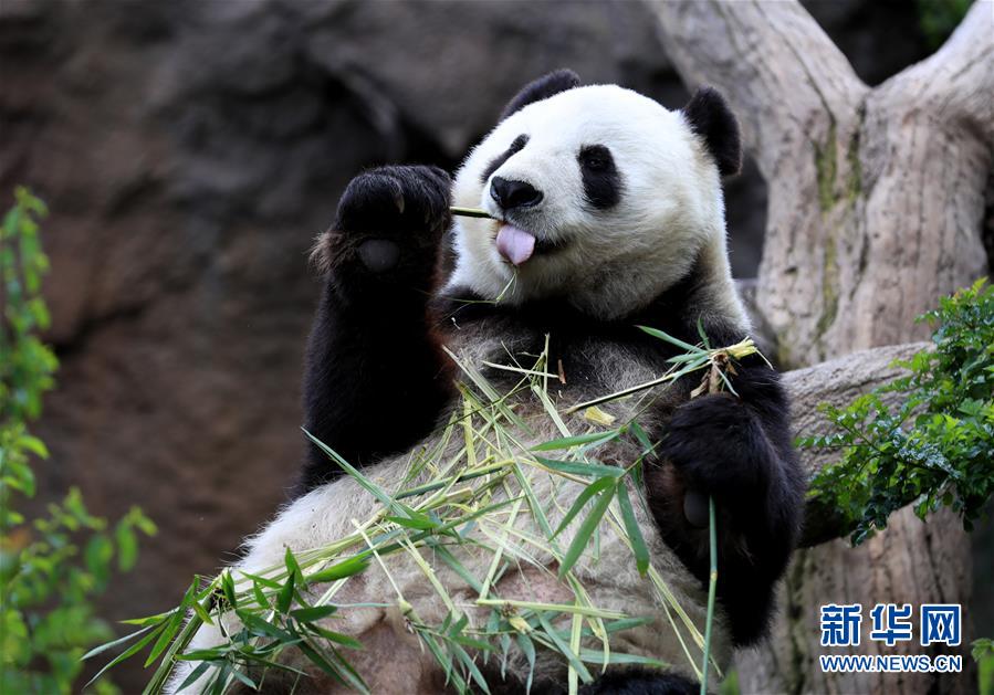 4月6日、米サンディエゴ動物園のパンダ館で竹を食べるパンダの「白雲」（撮影?李穎）。