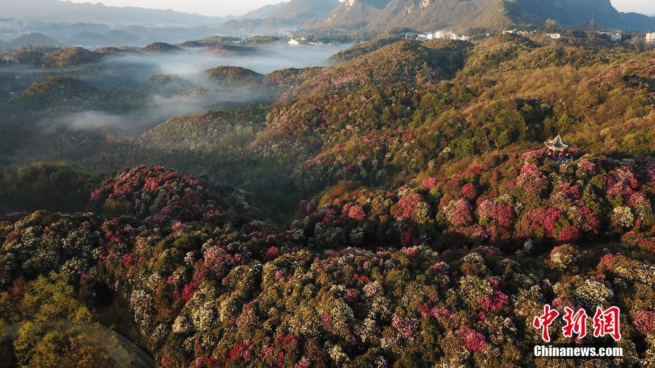 7日に空撮した百里杜鵑風(fēng)景名勝區(qū)のツツジ（撮影?瞿宏倫）。