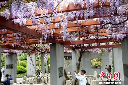 開花シーズンを迎え、薄紫色の花が風に揺れる様子（撮影?王亜東）。