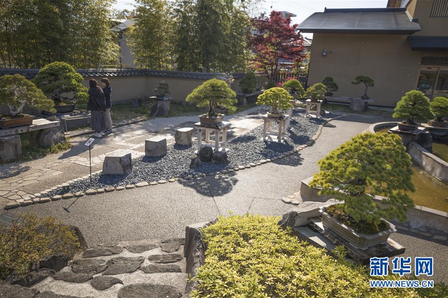 さいたま大宮盆栽美術館の盆栽庭園（4月13日撮影?杜瀟逸）。