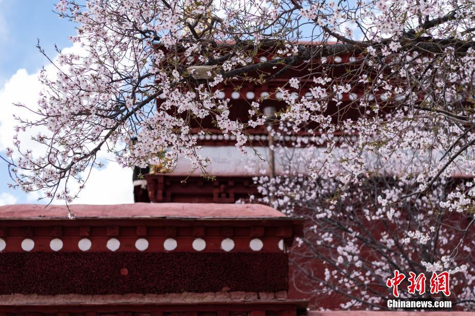 モモの花が満開となったパボンカ寺院（撮影?何蓬磊）。