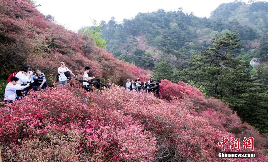 4月20日、アザレアが満開になり花見客でにぎわう亀峰山（撮影?汪立敏）。