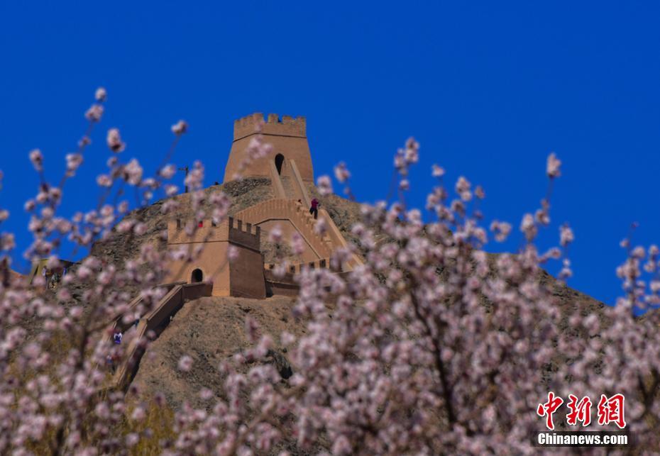 青い空やピンクの花とのコラボが美しい嘉峪関市の懸壁長城（撮影?師永紅）。