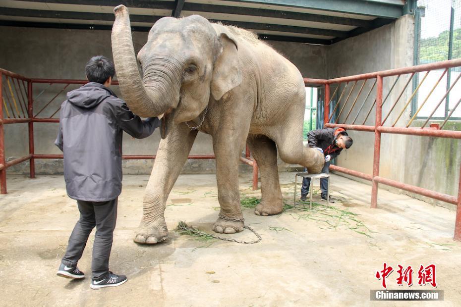 茜茜のフットケアをする無錫市動物園の飼育員?陳さんたち（4月28日、撮影?孫権）。