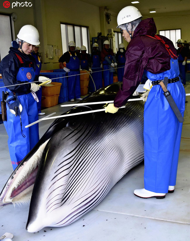 捕獲されたクジラ（寫真著作権は東方ICが所有のため転載禁止）。