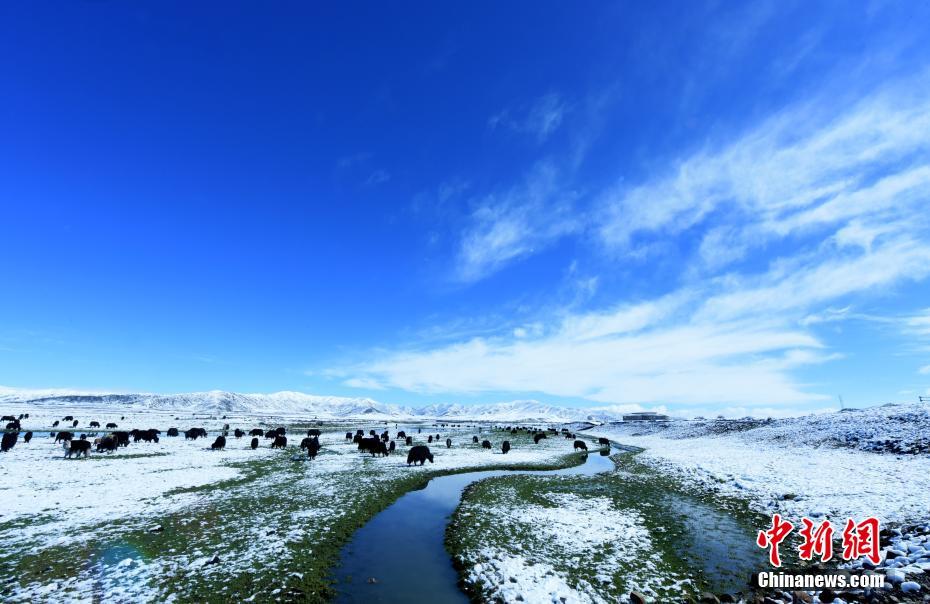 降雪後の紅原草原（牟靜洪撮影）。