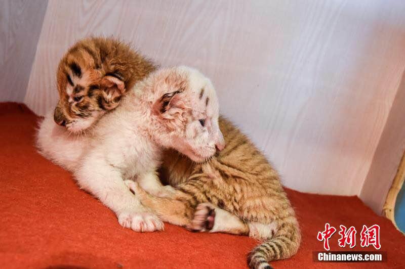 ゴールデンタイガーとホワイトタイガーの雙子の赤ちゃん（畫像は杭州野生動物世界が提供）。