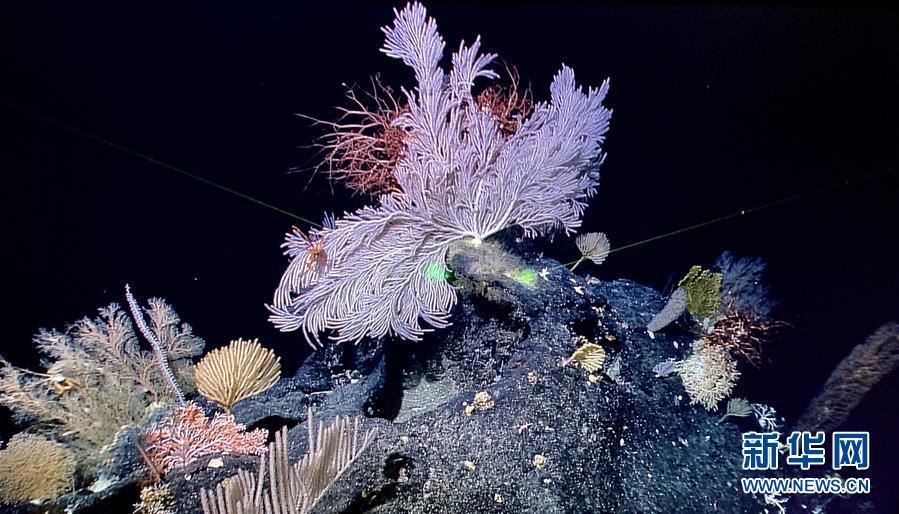 中國、マリアナ海溝で「海底の花園」を発見